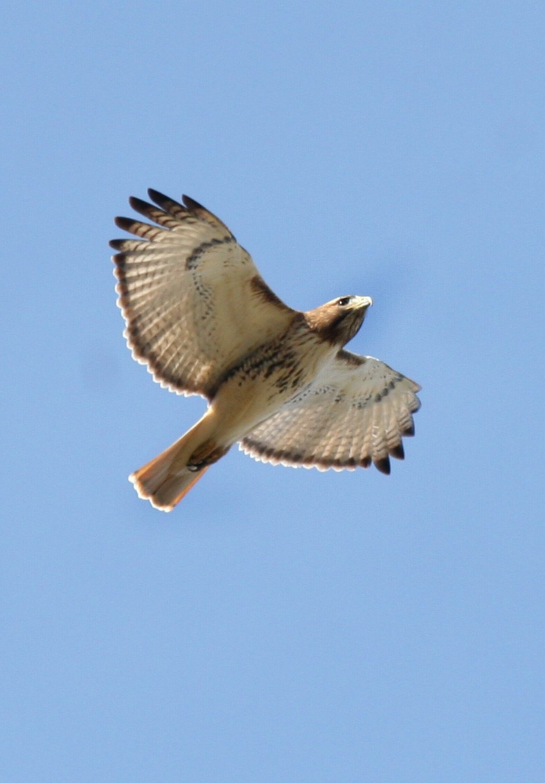 Red-tailed Hawk - ML619111060