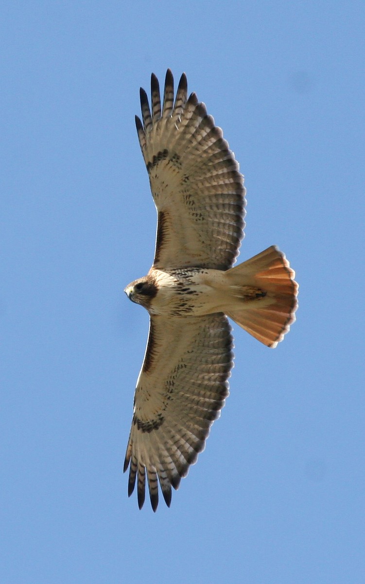Red-tailed Hawk - ML619111061