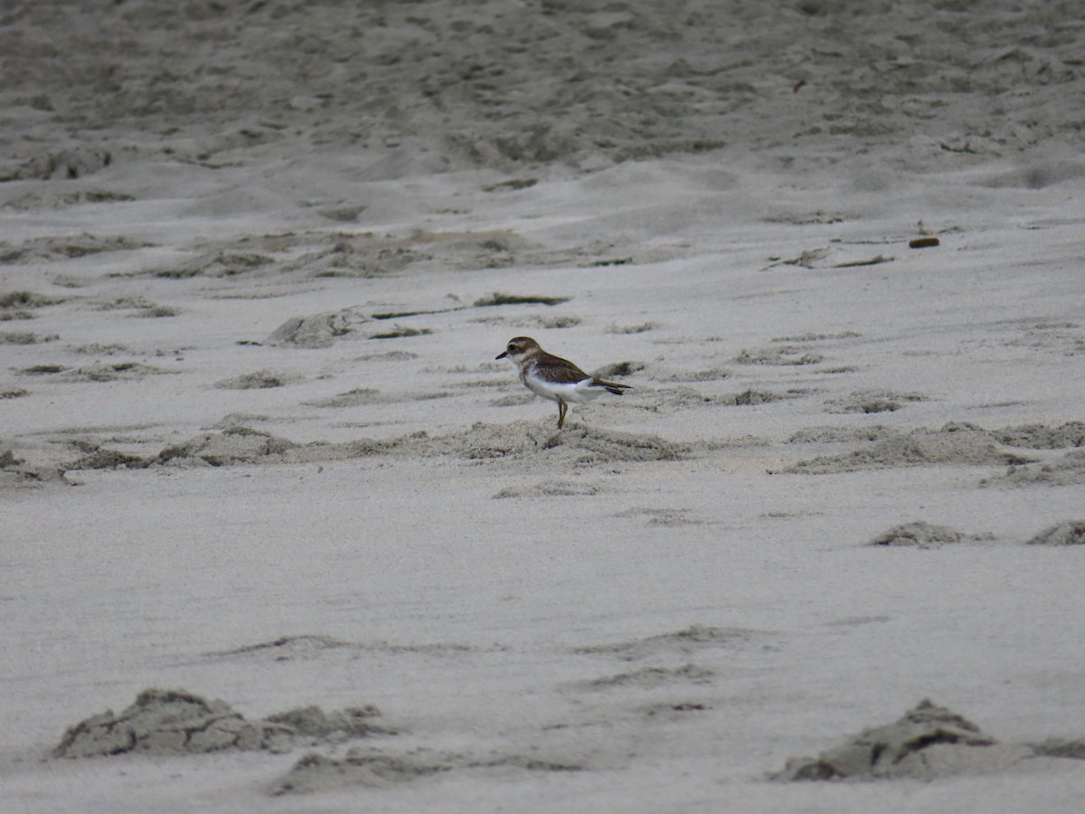 Double-banded Plover - DOC Dunedin