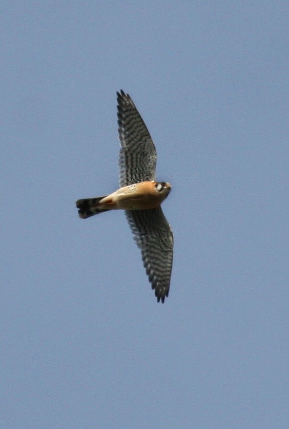 American Kestrel - ML619111073