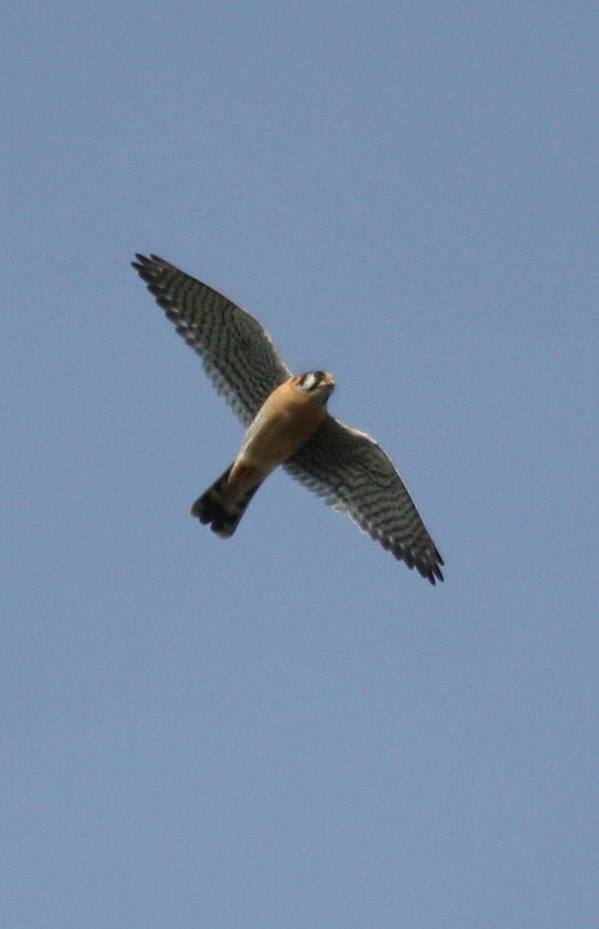 American Kestrel - ML619111074