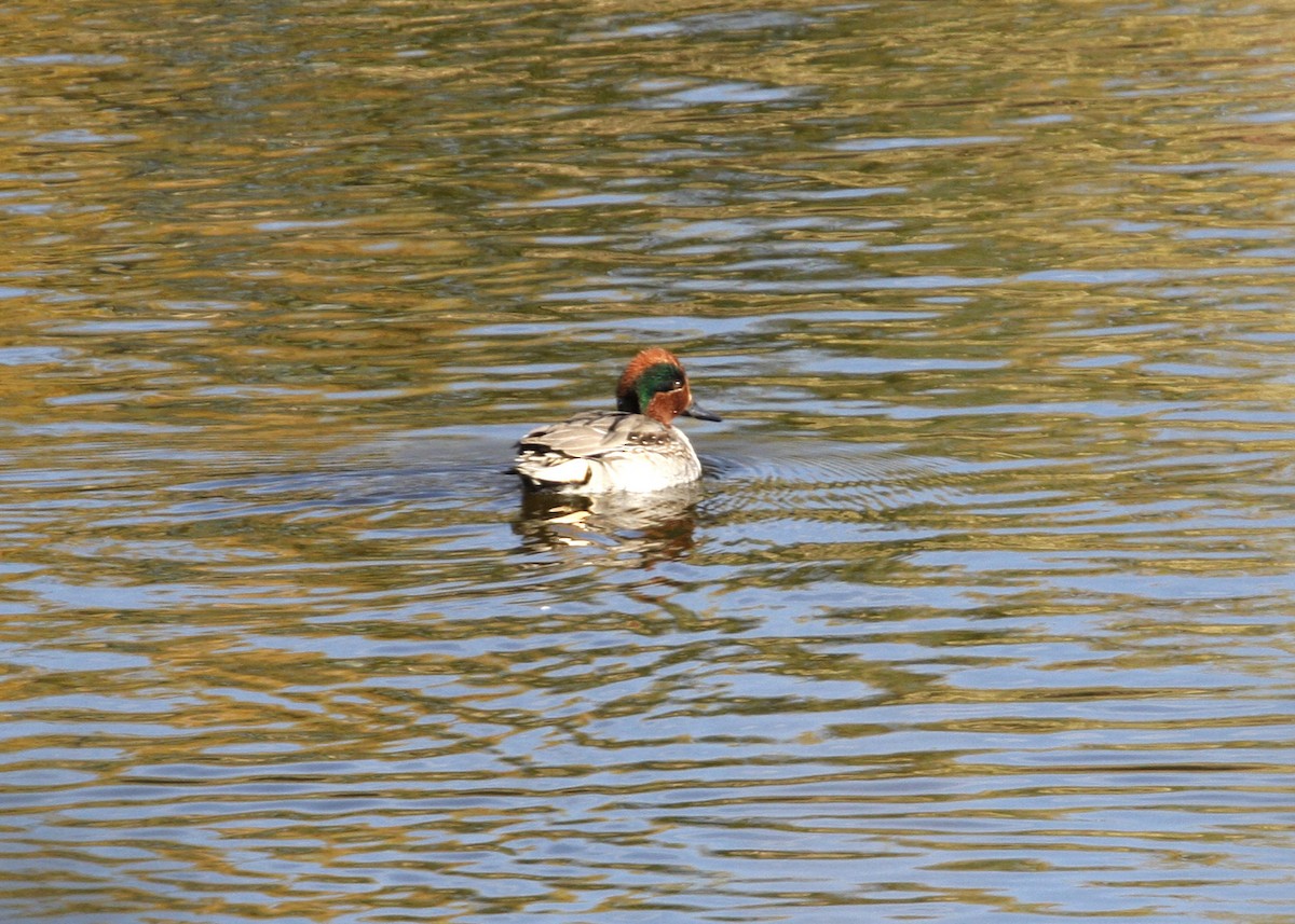 Green-winged Teal - ML619111075
