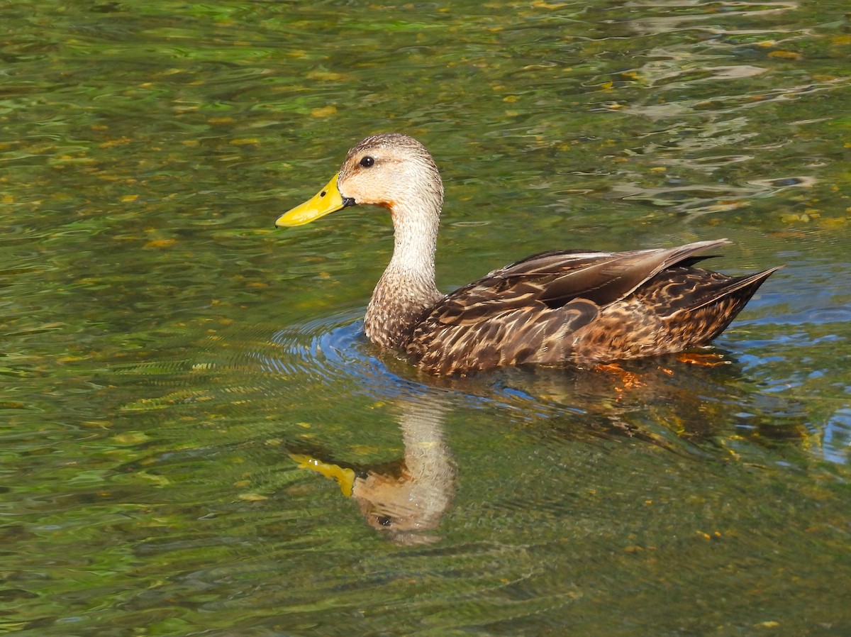 Mottled Duck - Michael W. Sack