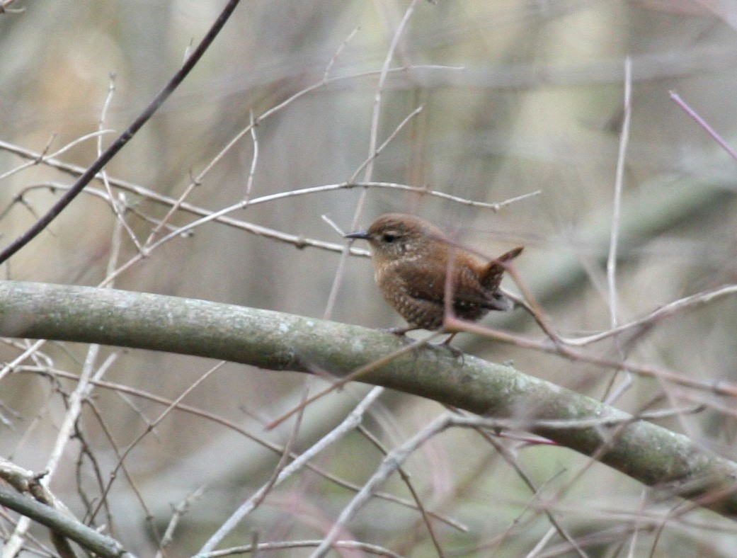 Winter Wren - Rachel Holzman