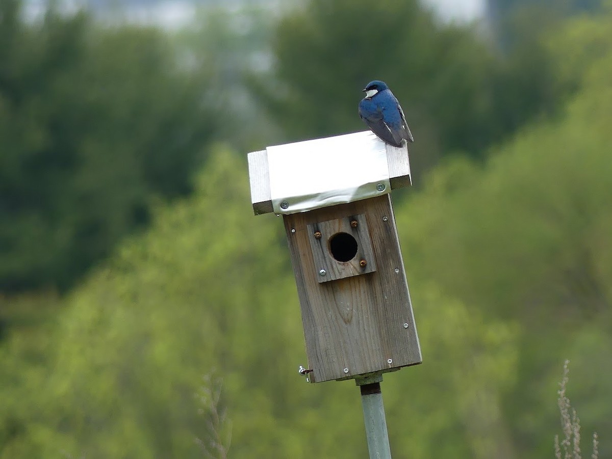 Tree Swallow - ML619111089