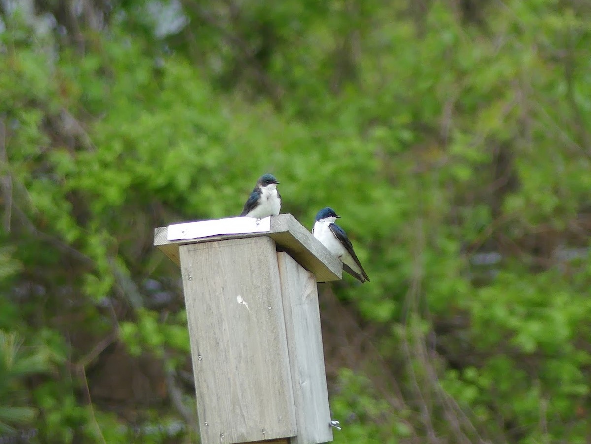 Tree Swallow - ML619111093