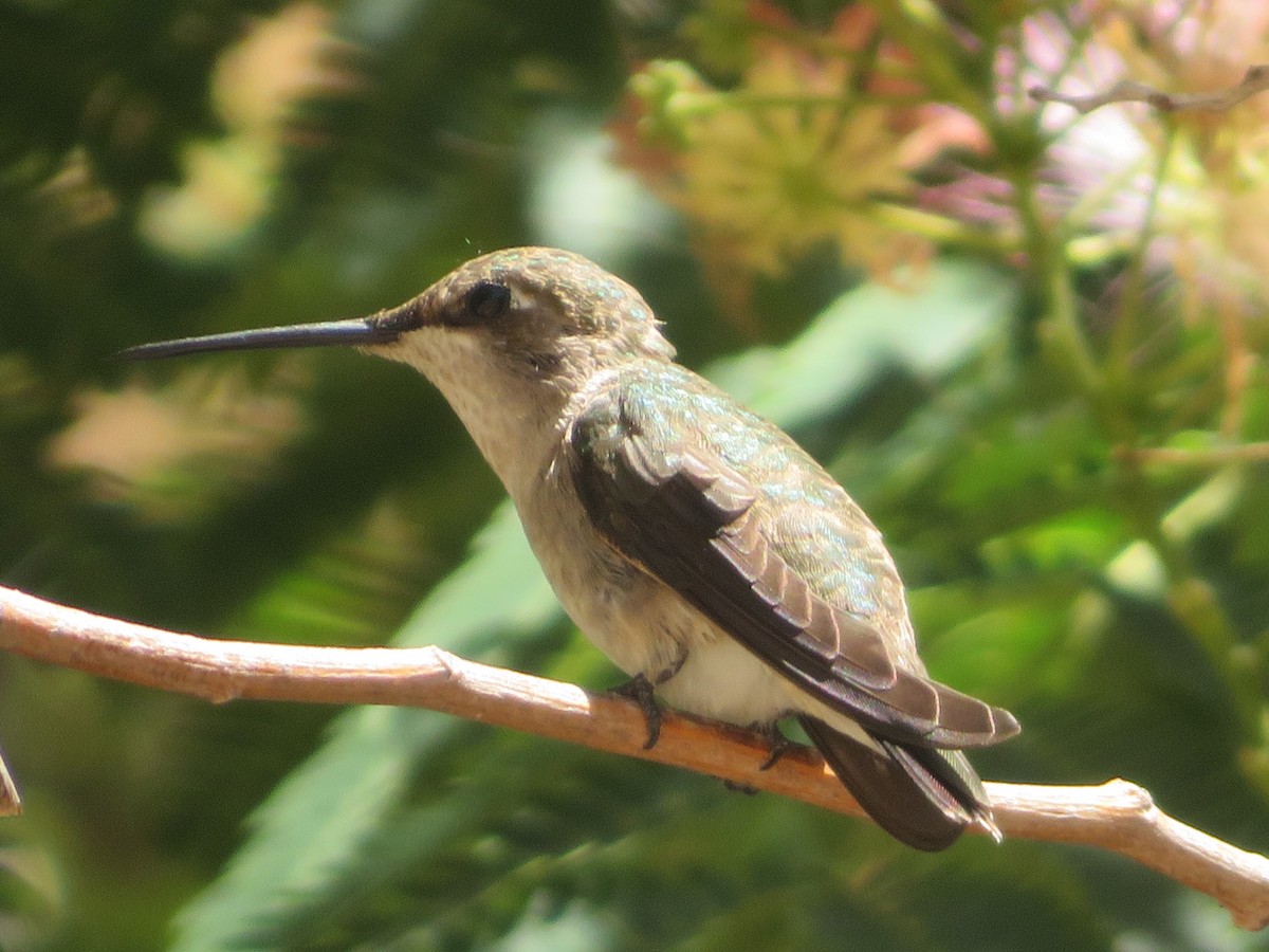 Black-chinned Hummingbird - Aidan Sinha