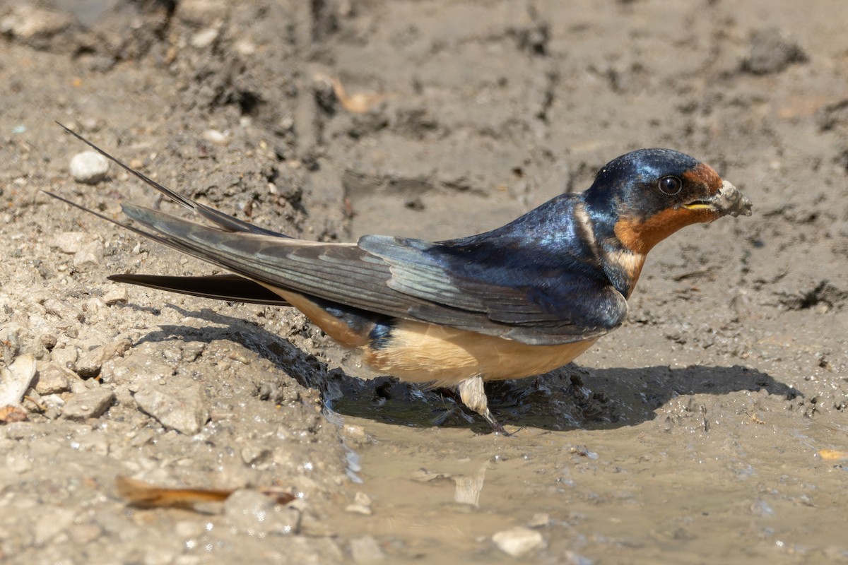 Barn Swallow - Kyle Blaney