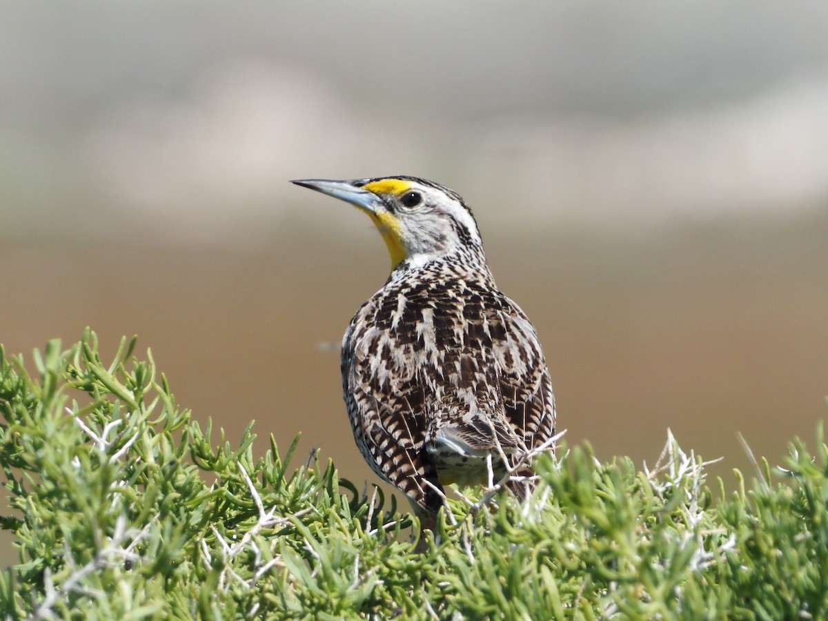 Western Meadowlark - David Zook