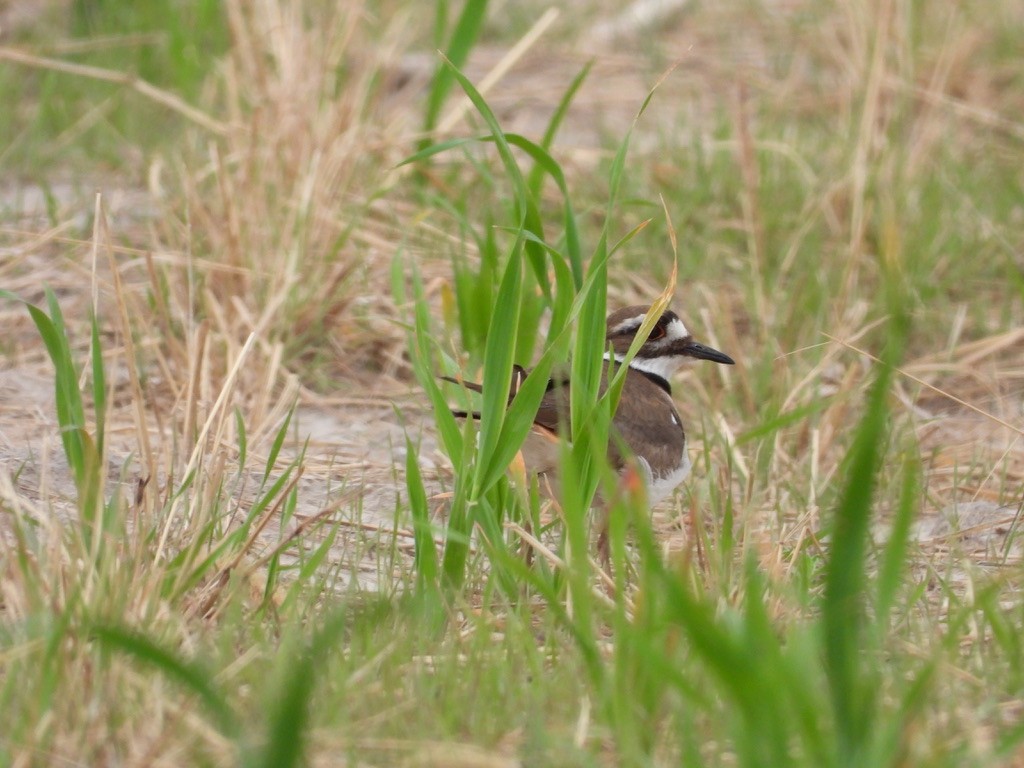 Killdeer - ML619111107