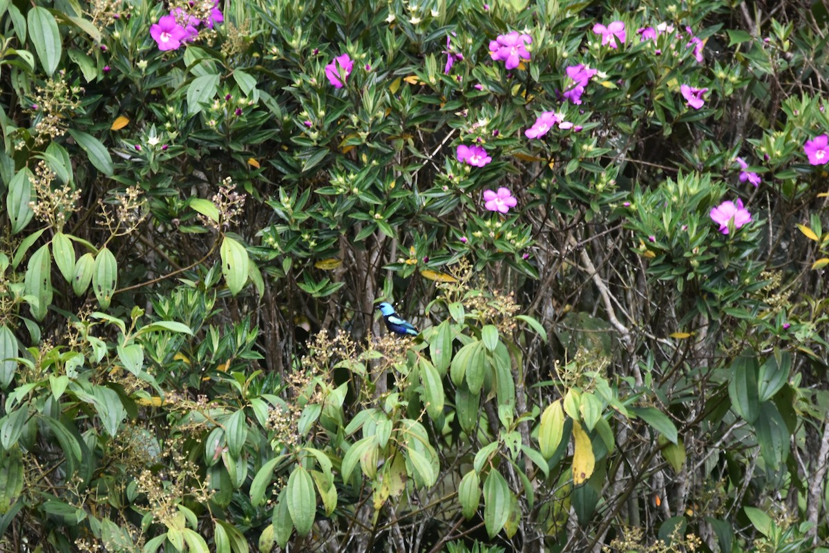 Blue-necked Tanager - irina shulgina
