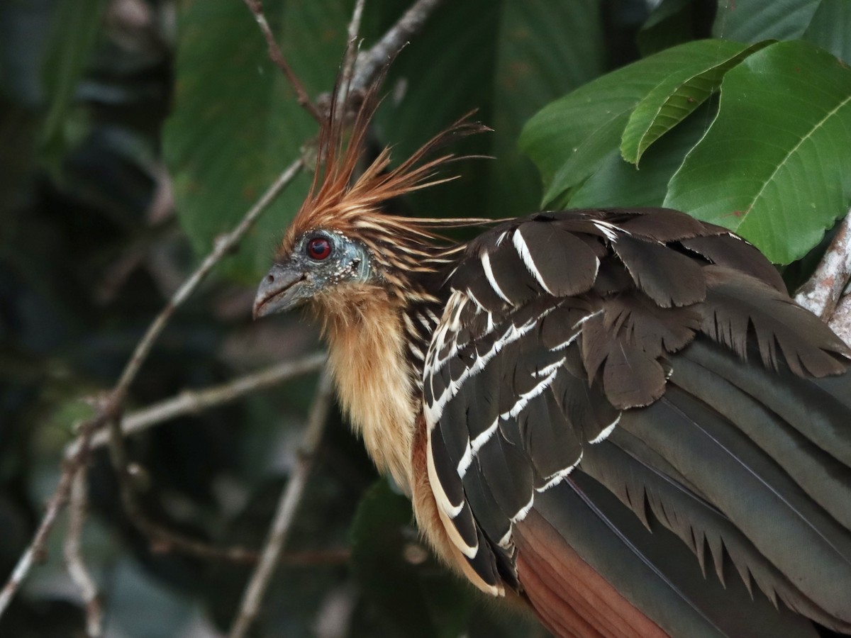 Hoatzin - ML619111112