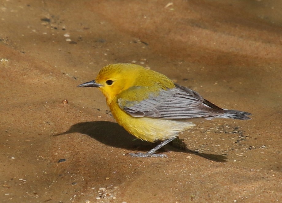 Prothonotary Warbler - Janeal W. Thompson