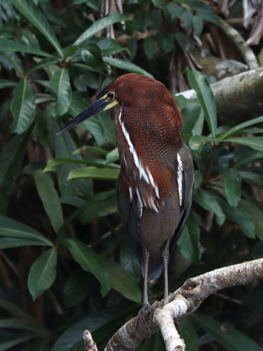 Rufescent Tiger-Heron - Rene sun