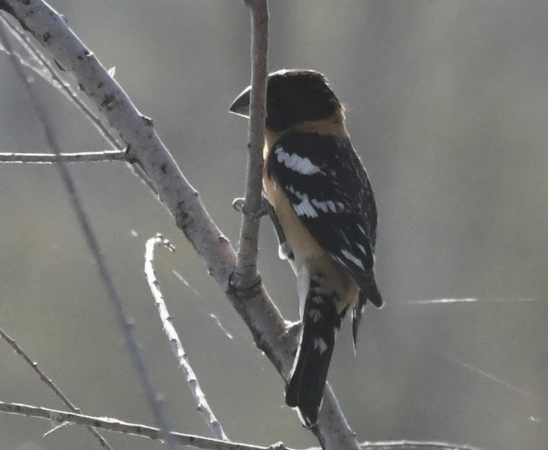 Black-headed Grosbeak - ML619111125