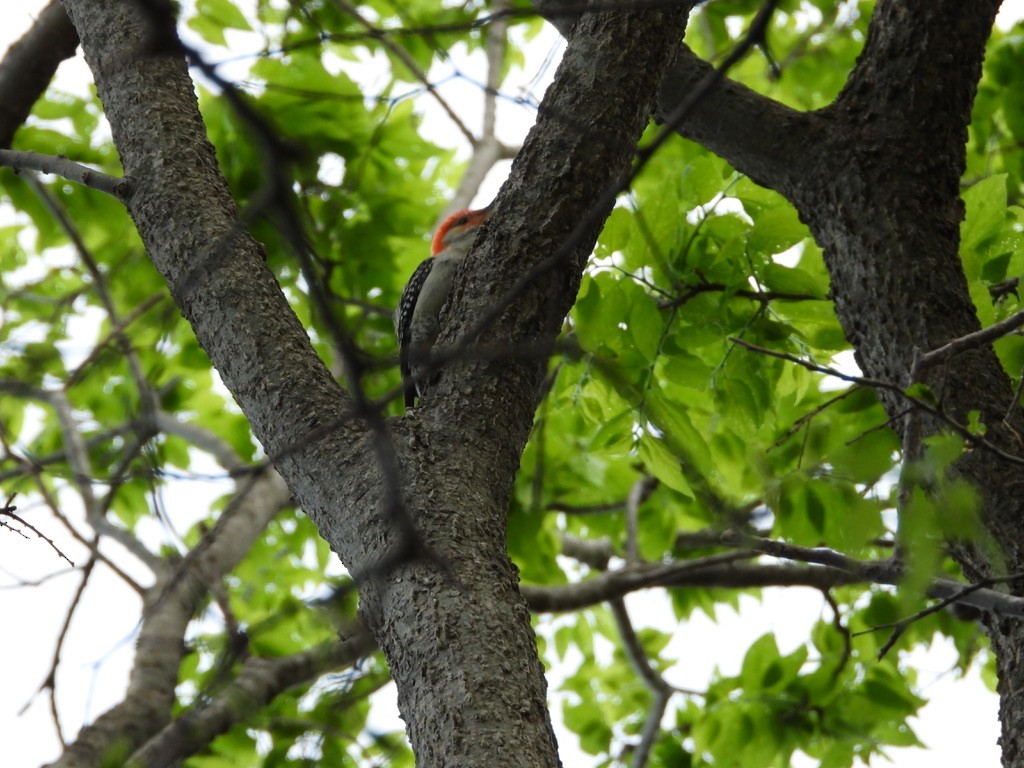 Red-bellied Woodpecker - ML619111133
