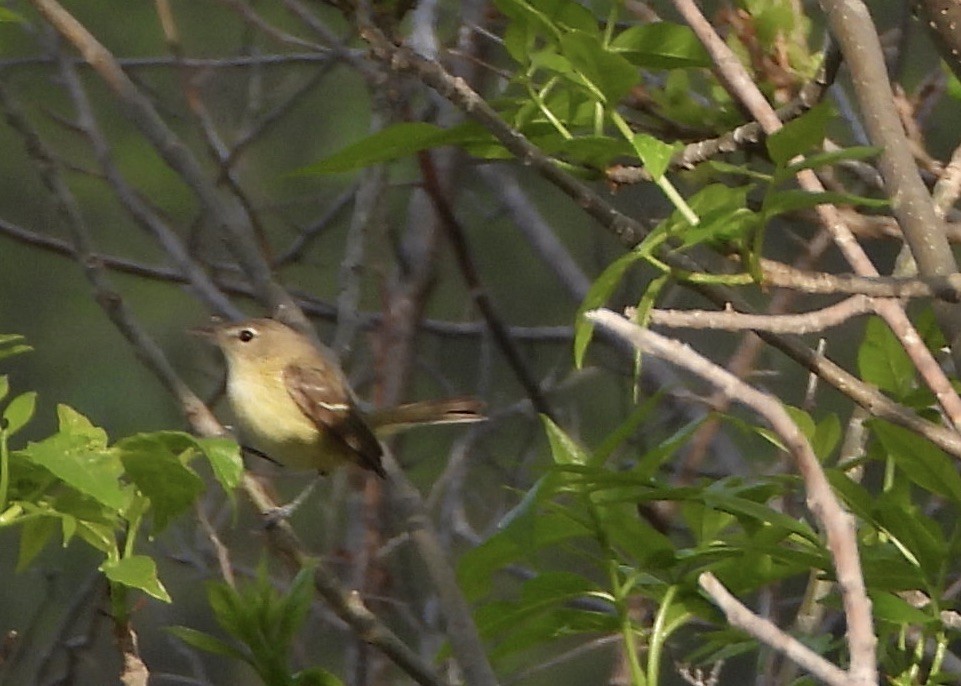 Bell's Vireo - ML619111139