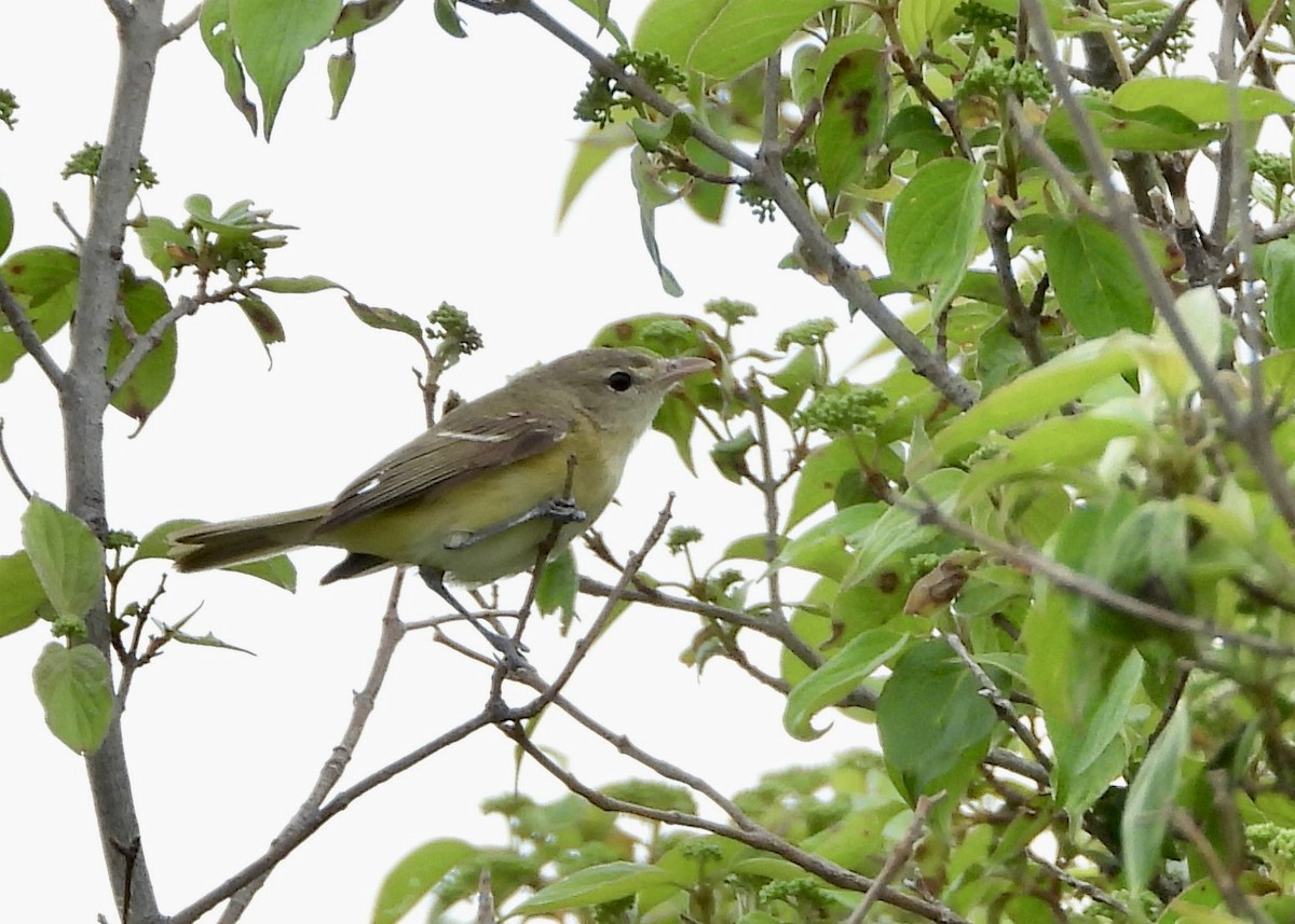 Bell's Vireo - ML619111154