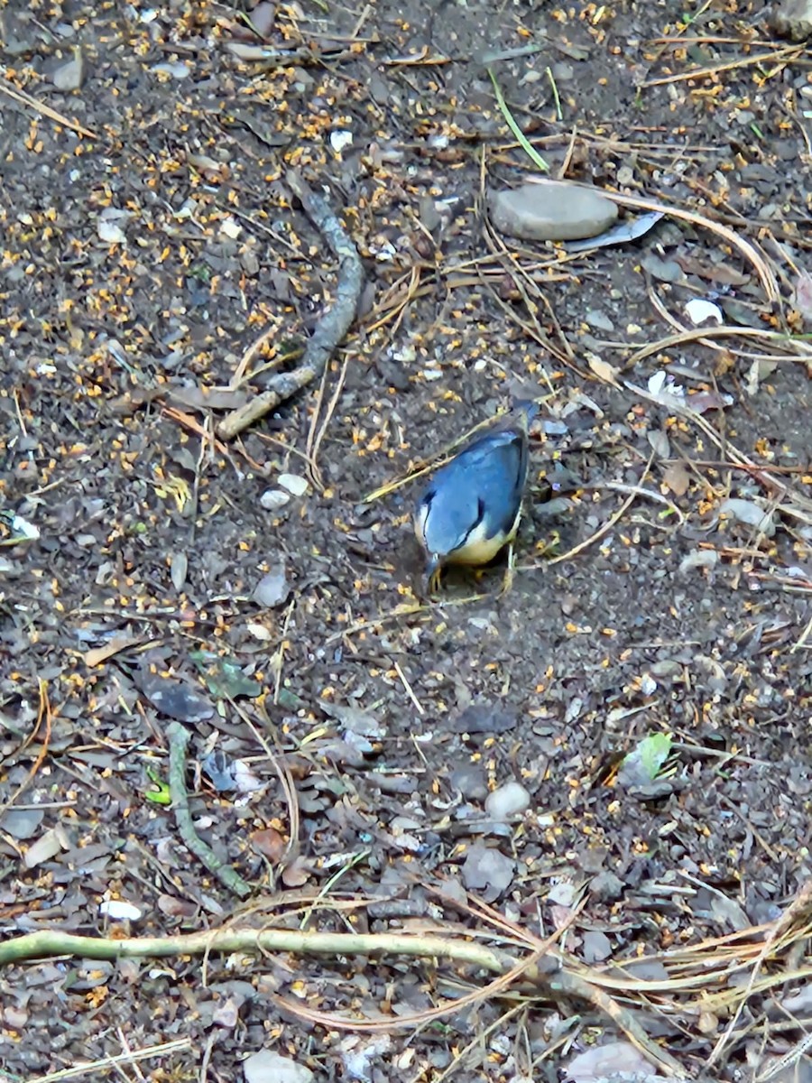 Eurasian Nuthatch (Western) - ML619111161