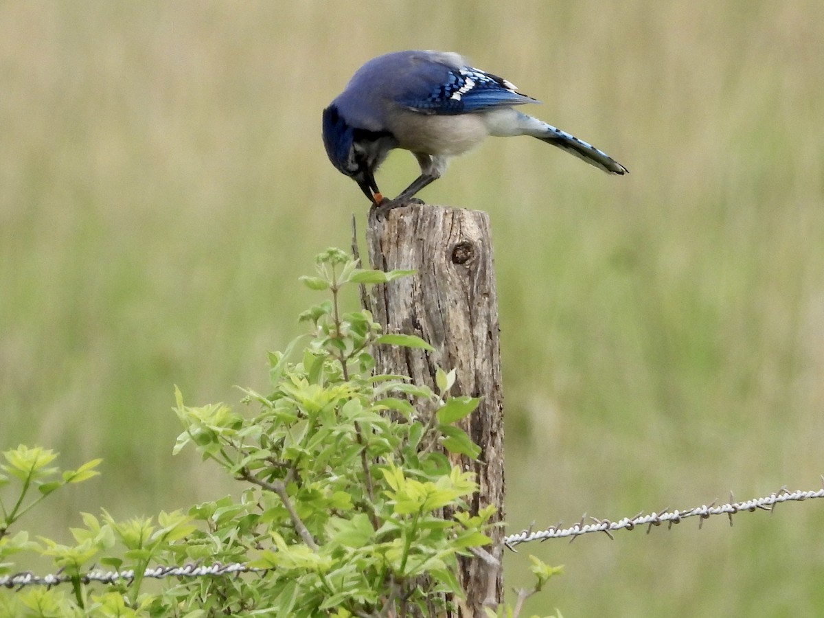 Blue Jay - ML619111165