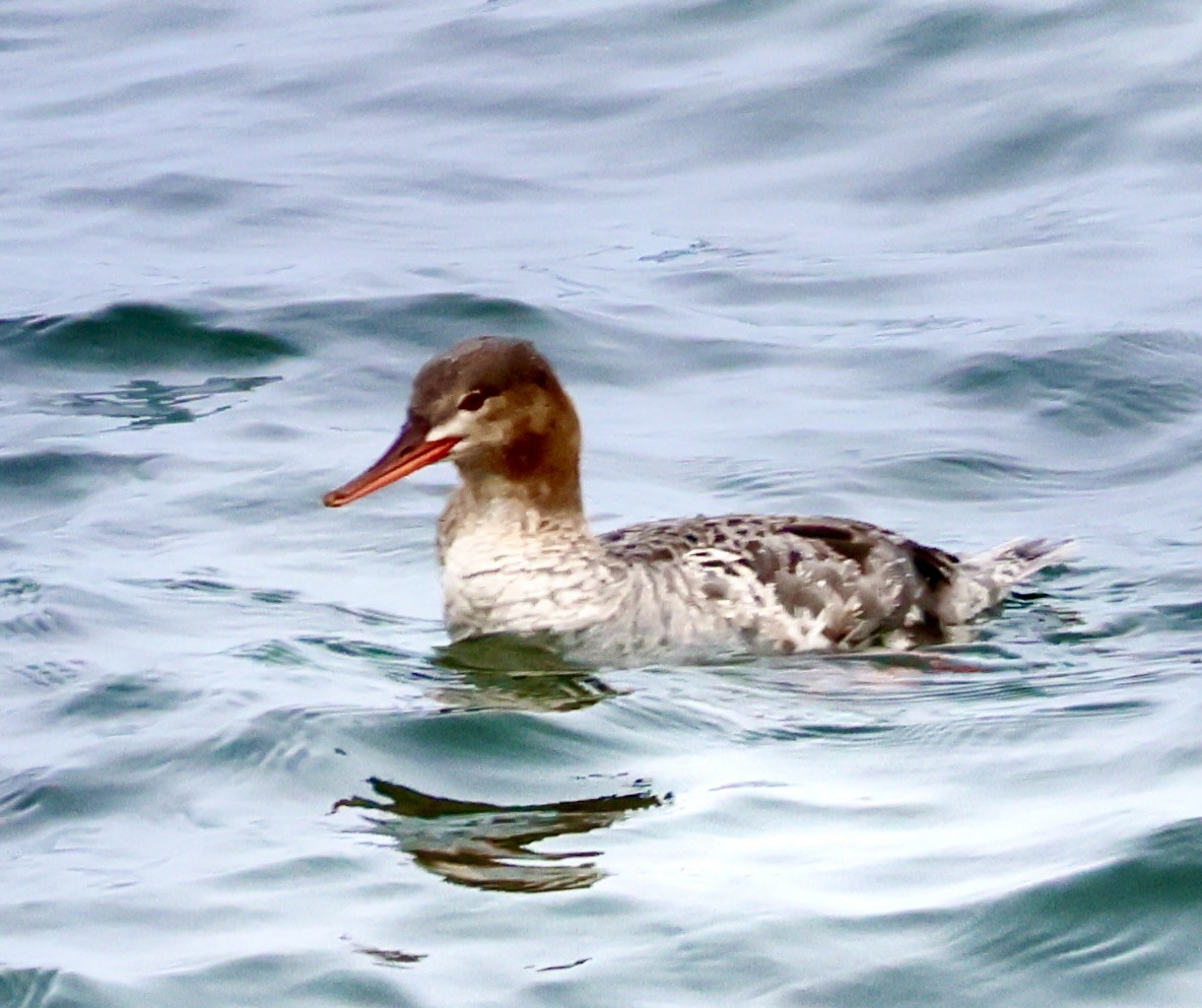 Red-breasted Merganser - ML619111169