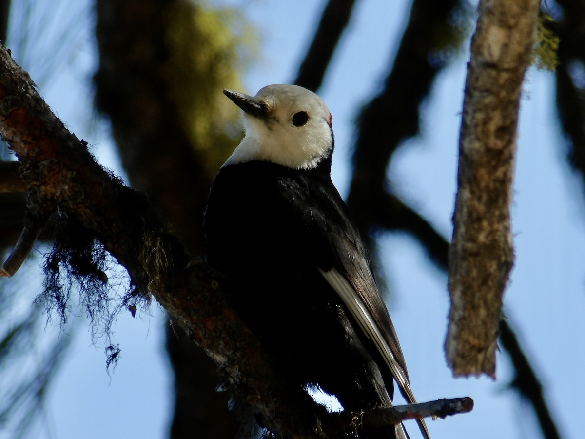 White-headed Woodpecker - Howard Sands