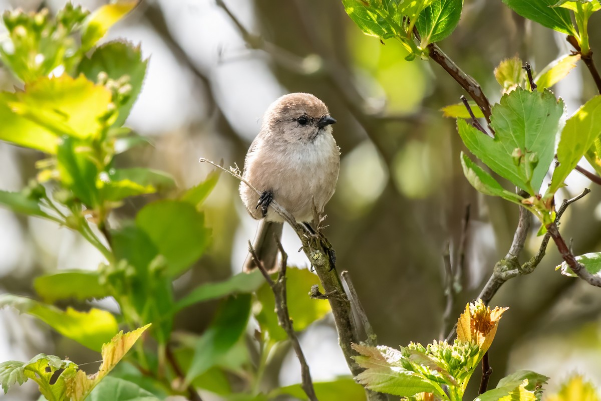 Bushtit - Dominic More O’Ferrall