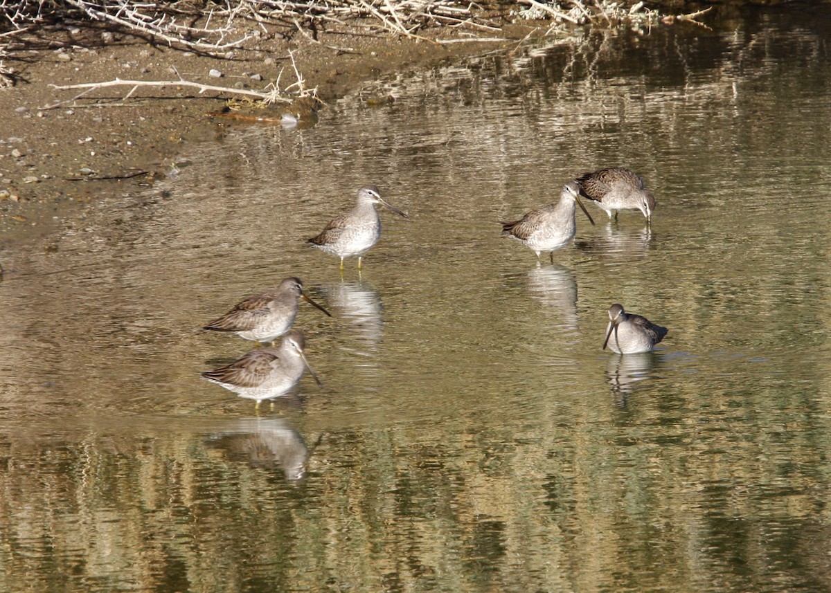 Long-billed Dowitcher - ML619111190
