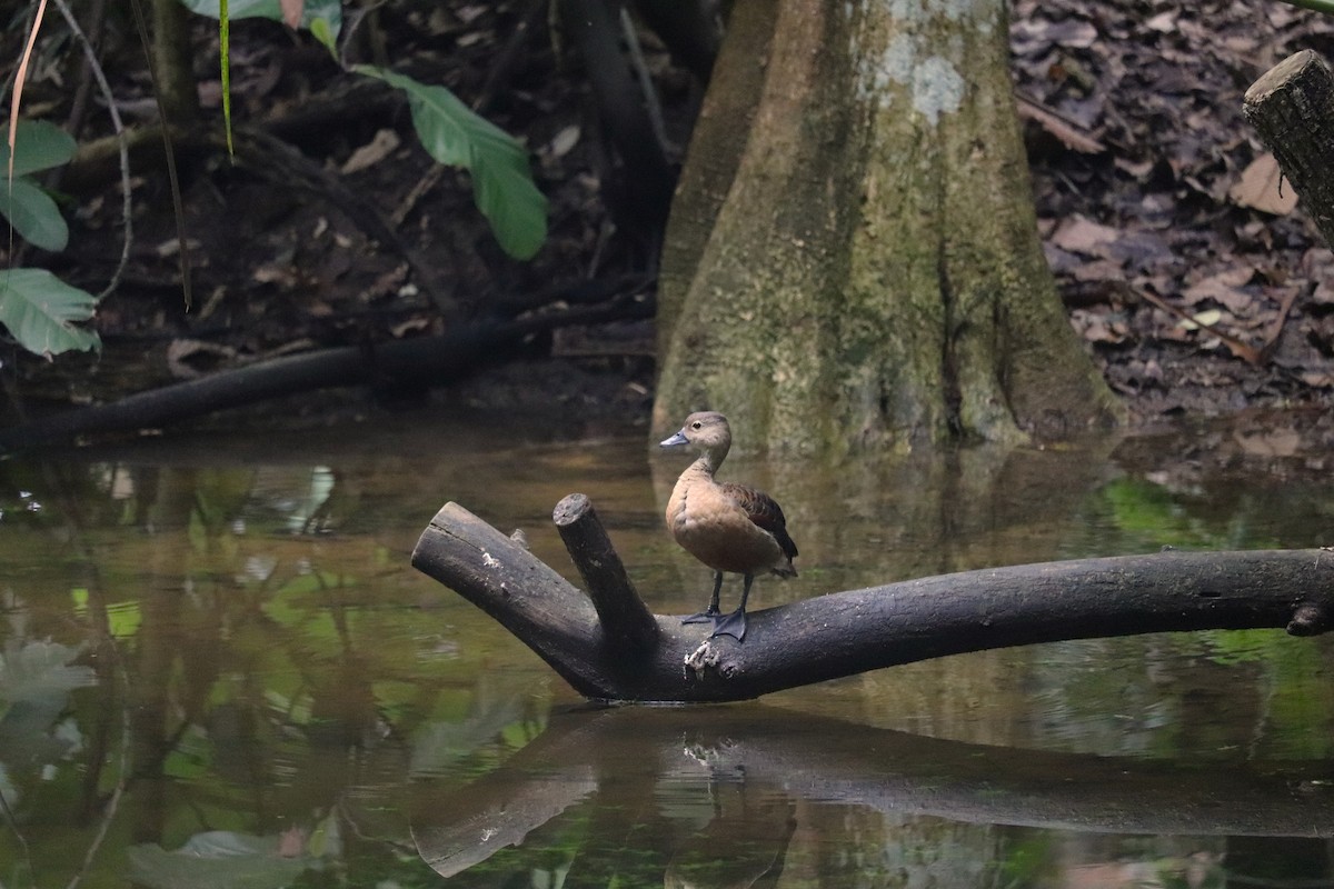 Lesser Whistling-Duck - Anonymous