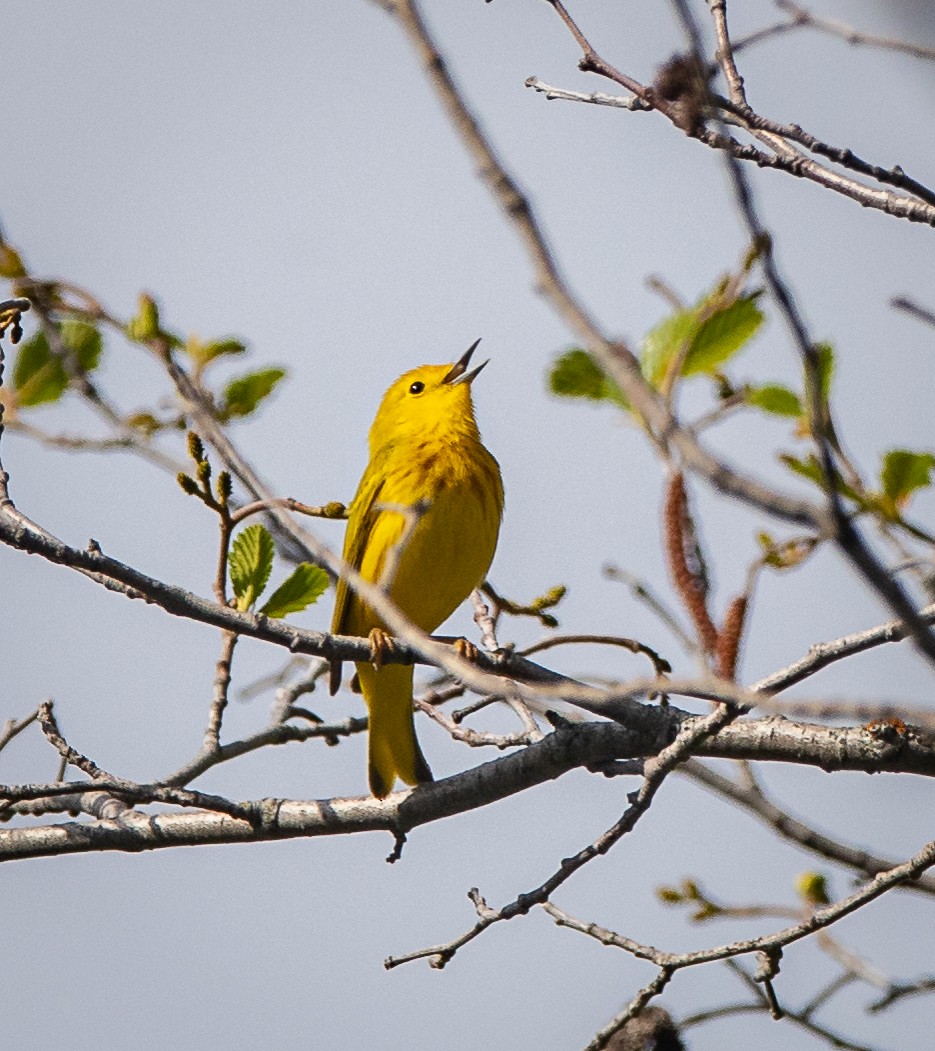 Yellow Warbler - bj worth