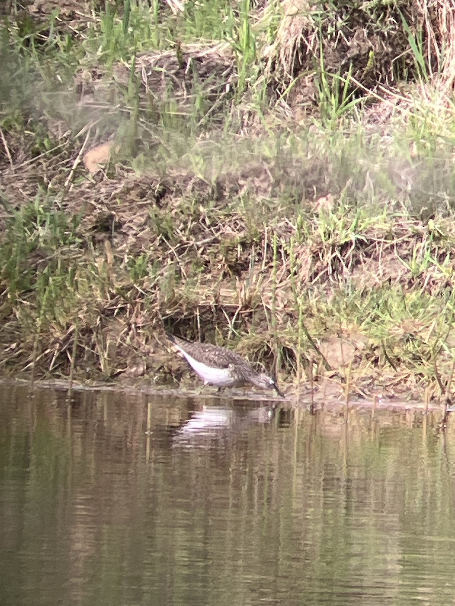 Solitary Sandpiper - al mottishaw