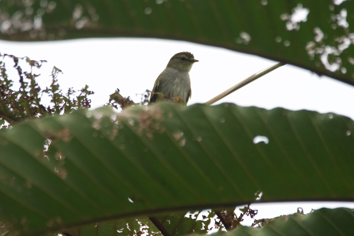 Golden-faced Tyrannulet - FREDY HERNAN VALERO