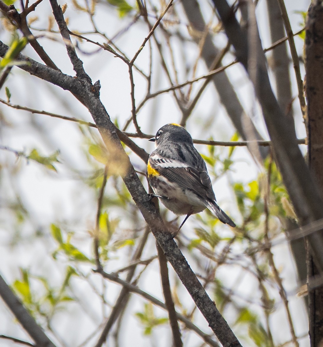 Yellow-rumped Warbler - ML619111235