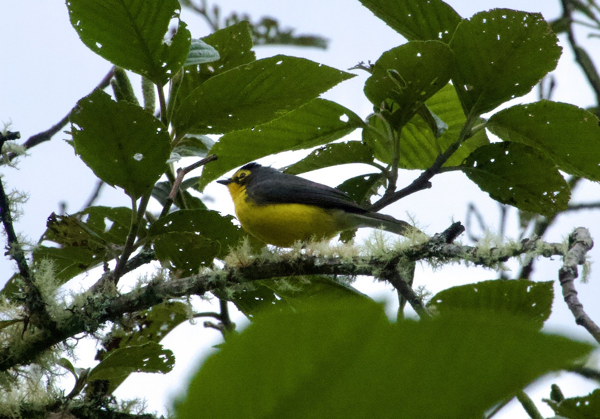 Spectacled Redstart - Frances Oliver