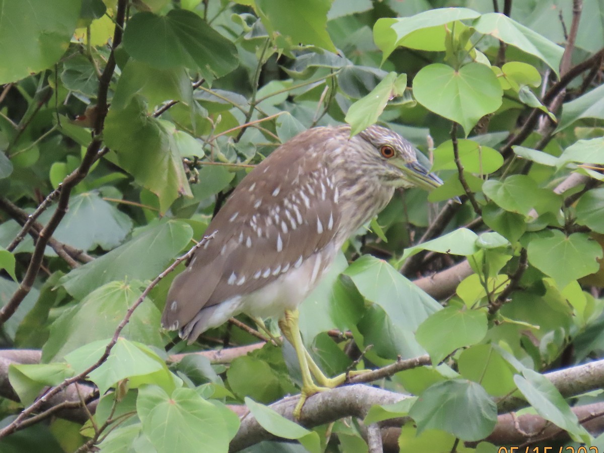 Black-crowned Night Heron - Green Blood