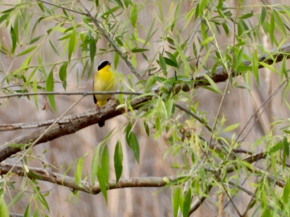 Common Yellowthroat - ML619111247