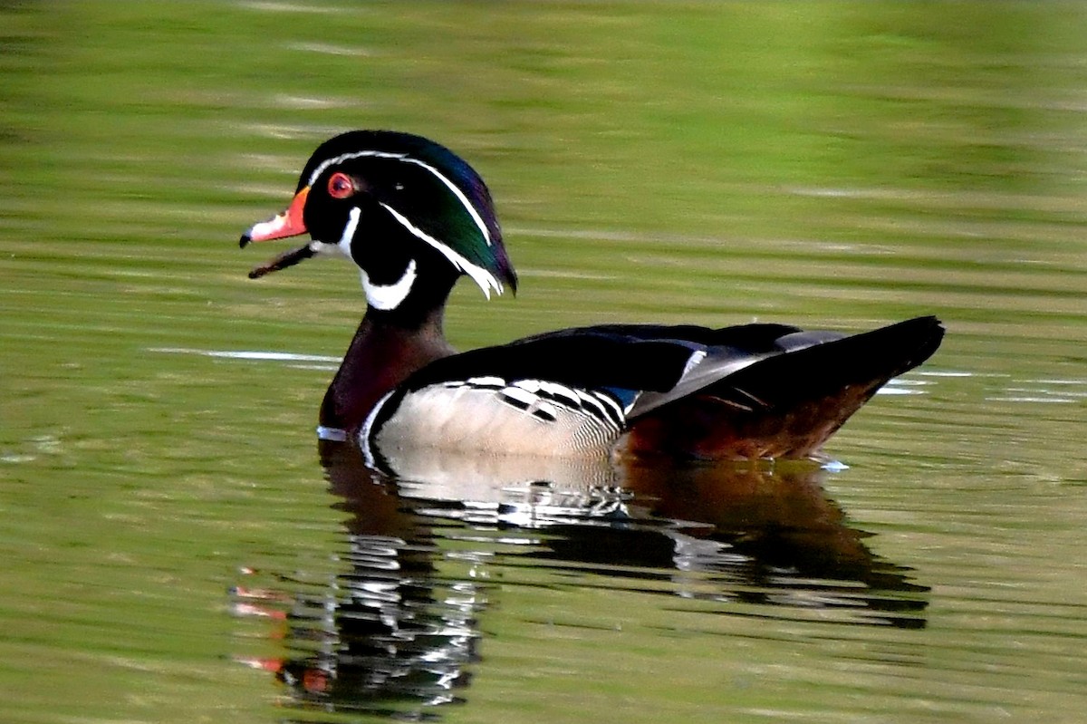 Wood Duck - ML619111265