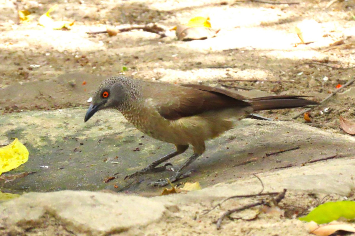 Brown Babbler - Jeffrey Bailey