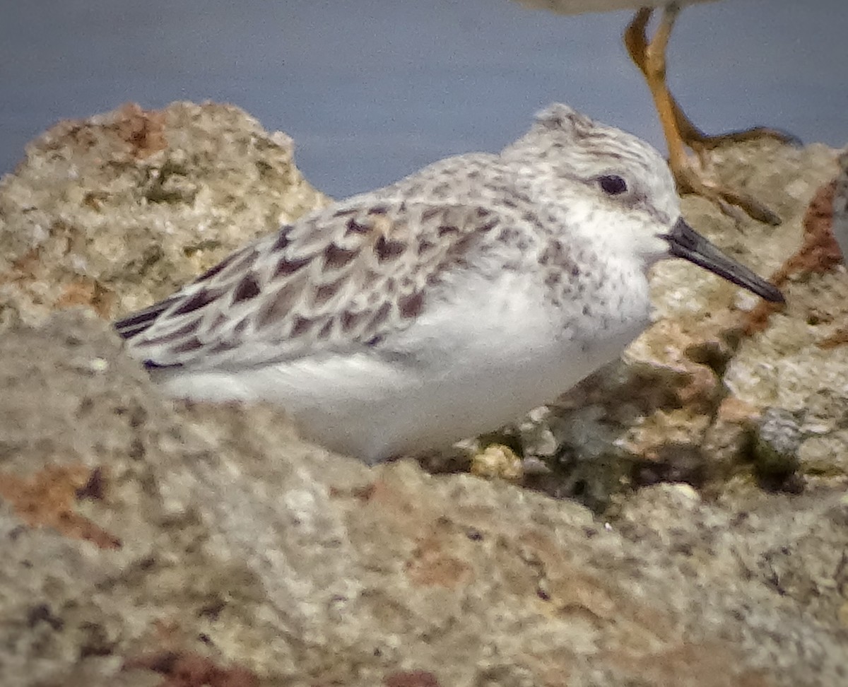 Sanderling - Elsa Santana Figueras