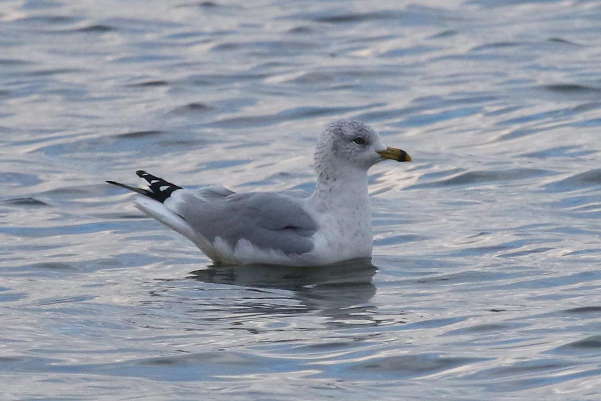 Ring-billed Gull - ML619111278