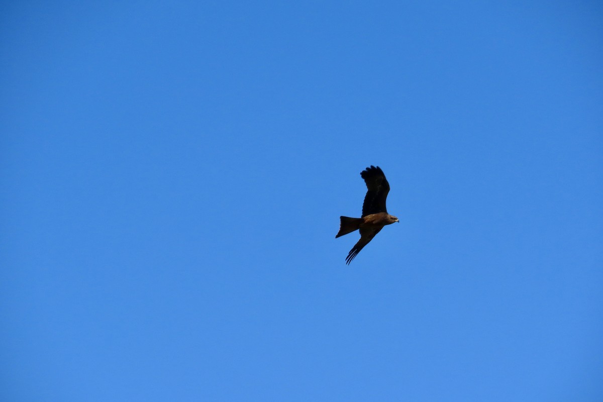 Black Kite - Ian & Gill