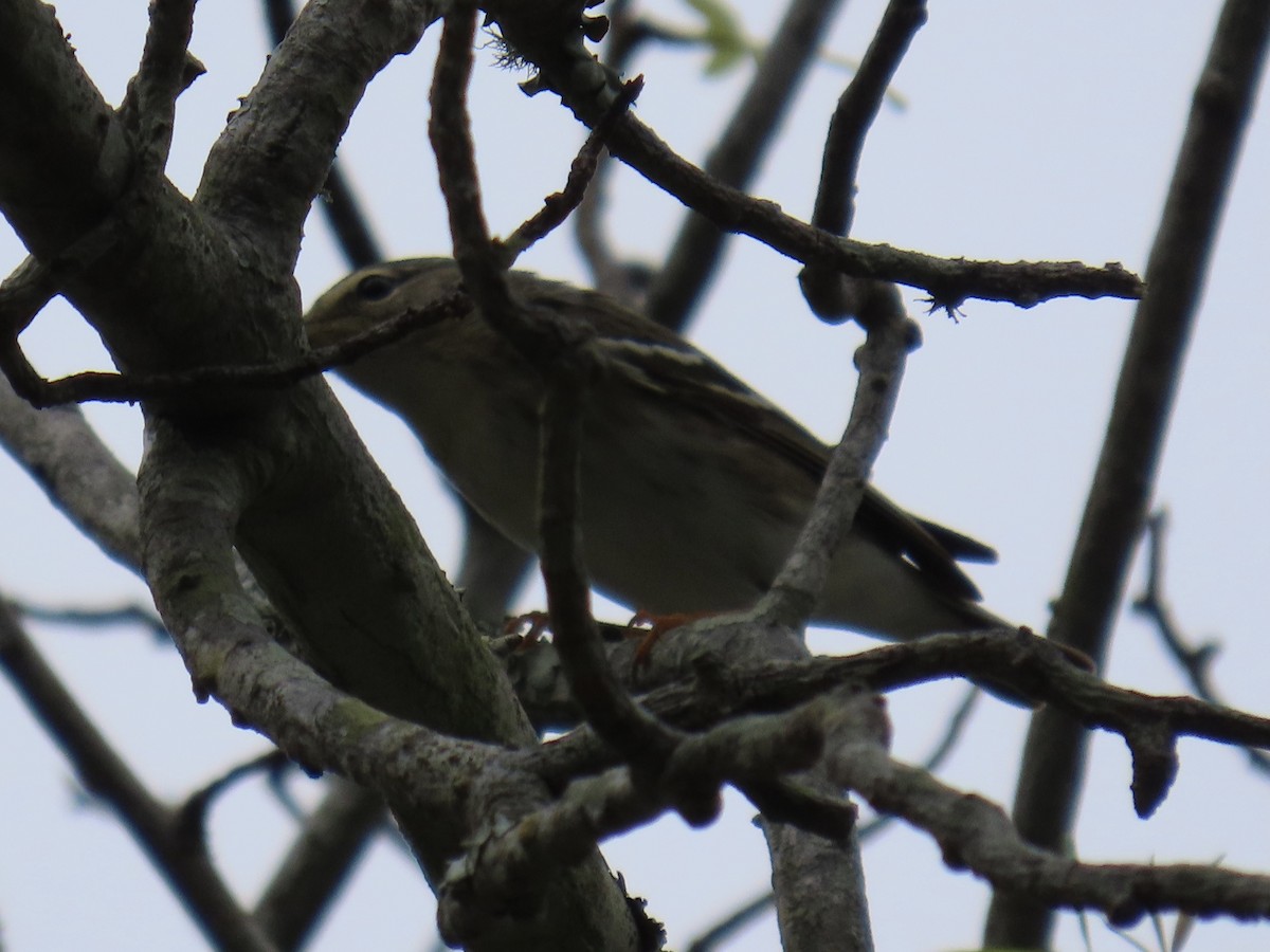 Blackpoll Warbler - Green Blood