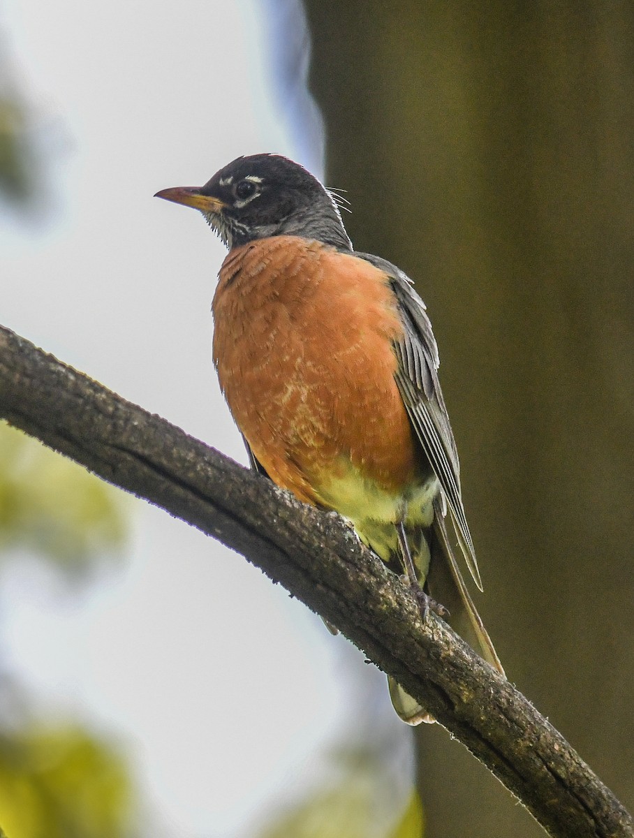 American Robin - Elaine Thomas