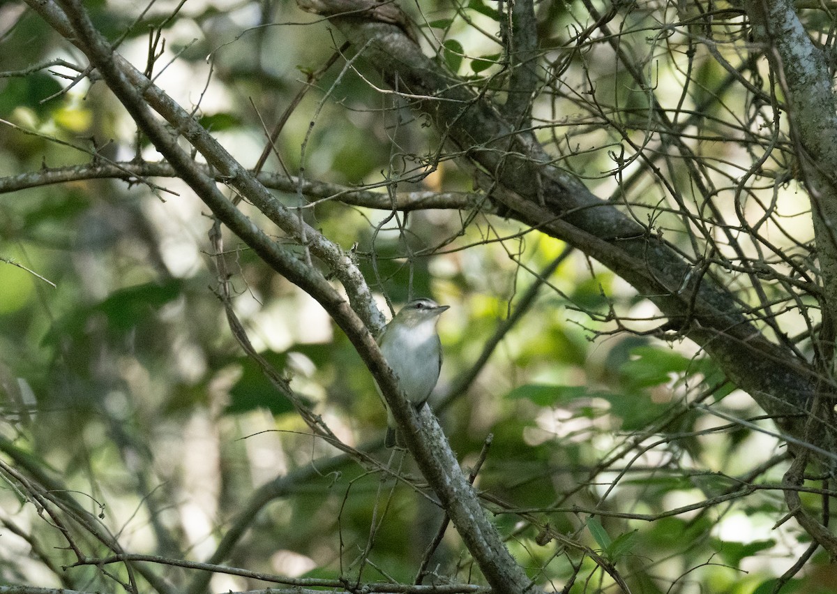 Red-eyed Vireo - Daniel Griffith