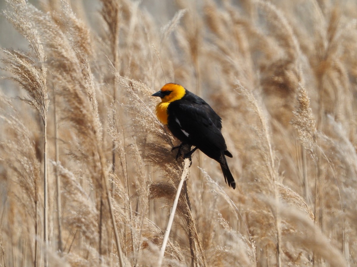 Yellow-headed Blackbird - David Zook