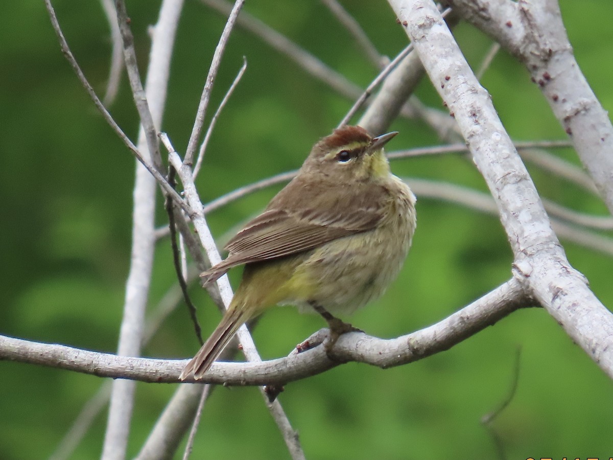 Palm Warbler - ML619111296