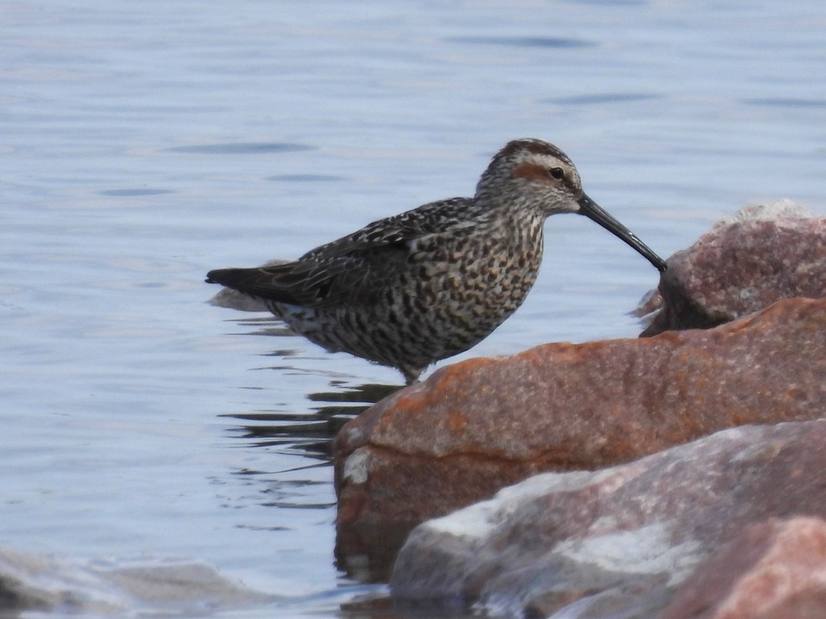 Stilt Sandpiper - Valerie Klumper