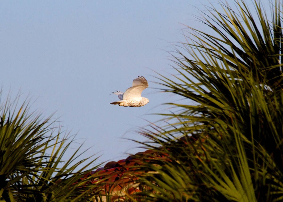 Snowy Owl - Rachel Holzman