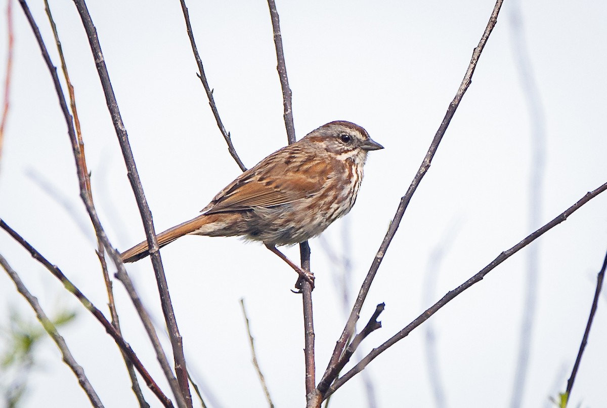 Song Sparrow - bj worth