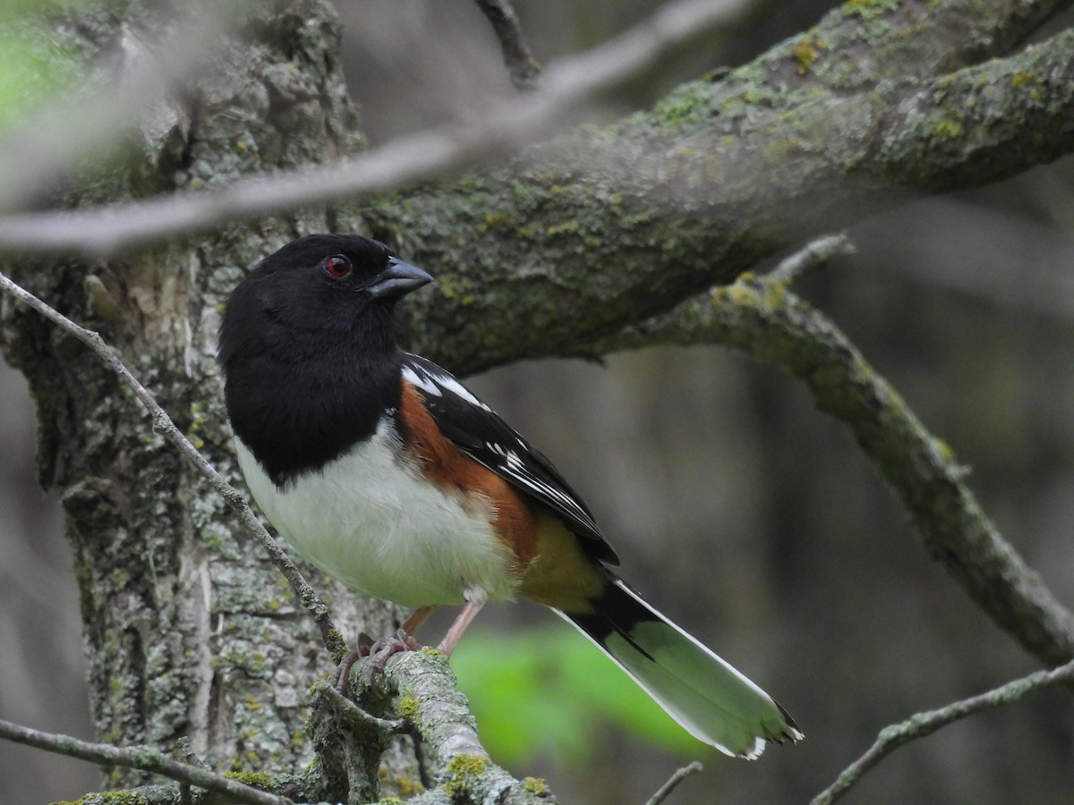 Spotted x Eastern Towhee (hybrid) - ML619111341